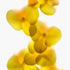 Yellow Orchids Floral Art Print